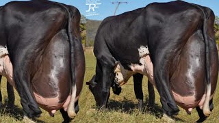 World Highest Milking 127Kg Milk Girlando Cow Vs Jersey Cow Breed 70Kg Milk [upl. by Nata]