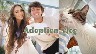 ADOPTING A KITTY VLOG 🐈  week in my life [upl. by Euqinna]