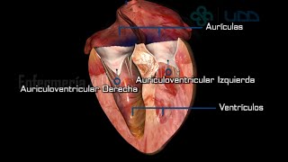 🌟ANATOMÍA DEL CORAZÓN🌟 [upl. by Marabelle410]