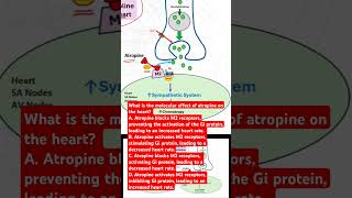 What is the effect of atropine on the heart [upl. by Kenwood]