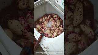 Use A Washing Machine To Wash Sweet Potatoes [upl. by Ahsietal]