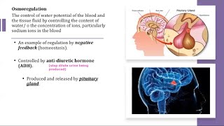 A Level Biology  141 Homeostasis in mammals [upl. by Rehtse]