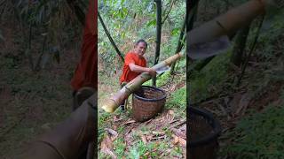 The rustling sound of raindrops accompanies this unique bamboo shoot harvesting ceremony [upl. by Joab787]