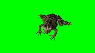 frog idle 1  green screen [upl. by Weir]