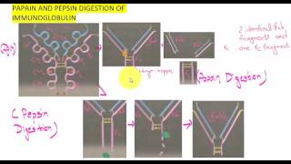 PAPAIN AND PEPSIN DIGESTION OF IMMUNOGLOBULIN [upl. by Thordia]