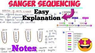 Sanger Sequencing  DNA sequencing Methodnotes techniques 🤩 [upl. by Ignatius]