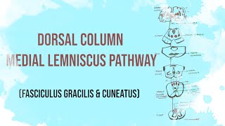 Posterior column Tract  Dorsal column medial lemniscus pathway  Fasciculus Gracilis and Cuneatus [upl. by Fillender]