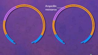 Construction of a Plasmid Vector HD Animation [upl. by Aranat]