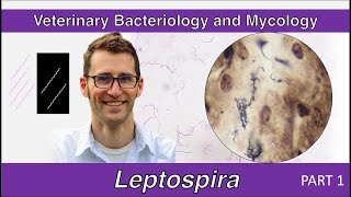 Leptospira Part 1  Veterinary Bacteriology and Mycology [upl. by Isiahi]