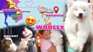 SURPRISE  New Member Of The Pack  DIRECT THAILAND IMPORT HUSKY PUPPY  Husky Pack TV [upl. by Attiuqal388]