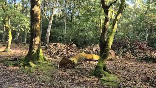 exmoor ponies in sutton park [upl. by Anasiul]