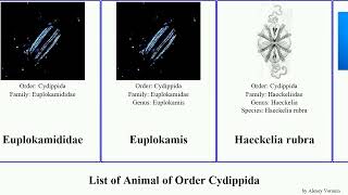 List of Animal of Order Cydippida ovum gooseberry rubra palmata Hormiphora Haeckelia hexagona Sea [upl. by Aronow]