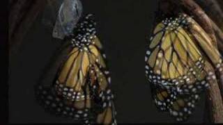 photos of Monarch Butterfly Life Cycle [upl. by Susanna]