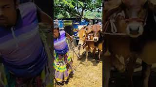 Superb 😮😮😮😮music artytshorts remixartist dancecow cowvlogsbd artmusic bull zaziravlogbd [upl. by Link]