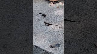 Omg Two Lizards Fighting and Chasing each other shortvideo wildlife animal reptiles species [upl. by Blanchette]