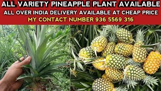 Pineapple plant pineapple tree q variety pineapple plant [upl. by Sand677]