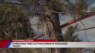 Permits to cut Christmas trees in national forests on sale [upl. by Rehtul]