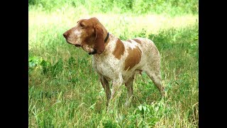 Bracco Italiano quotRavanagaquot Malvasia di Villa Carla [upl. by Grinnell]