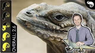 Rhinoceros Iguana The Best Pet Lizard [upl. by Knowlton]