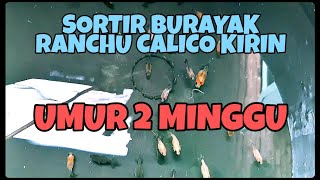 SORTIR BURAYAK RANCHU UMUR 2 MINGGU [upl. by Cavanaugh]