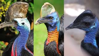 How many eggs do Cassowaries lay How fast is a Cassowary Does Cassowary migrate [upl. by Ecirpac]