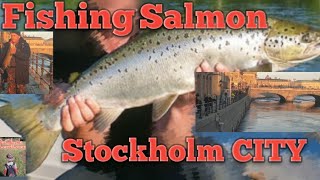 Salmon Fishing At Gamla Stan Stockholm Sweden [upl. by Luhey]