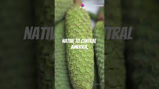 Monstera Deliciosa Fruit Natures Candy healthyeating fruit [upl. by Brenk]