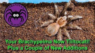 Your Brachypelma Now Tliltocatl Plus a couple of new additions [upl. by Platas779]