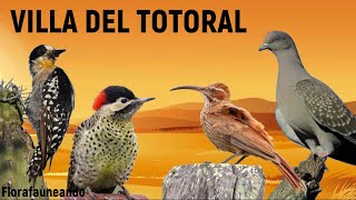 Aves que vimos en VILLA del TOTORAL [upl. by Dorison251]