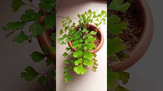 Adiantum RaddianumMaiden hair Fern propagation🌱🌱 Gardening tips🍀 Youtube shorts Israts Garden 🌿 [upl. by Zohar]