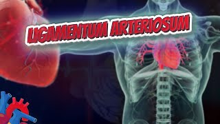 Ligamentum arteriosum  Human Heart and Cardiology ❤️❤️❤️🔊✅ [upl. by Buxton]