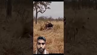 Lions vs bafelow animals lion wildlife reaction shorts [upl. by Neelhsa]