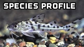 Pictus Catfish Species Profile [upl. by Kreiker]