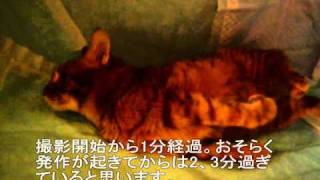 門脈シャント、癲癇てんかんの猫「発作の様子」Epilepsy cat [upl. by Elka389]