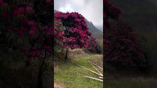 The famous Rhododendron trek incredibleindia jaishreeram travel explore trekking love hills [upl. by Llerdna]