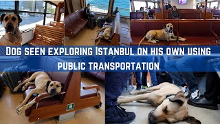 Meet Boji The Dog seen exploring Istanbul on his own using public transportation  Indian Journo [upl. by Carlyn969]