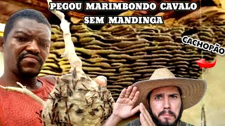 Mandinga ou Técnica Caboclo pegou Marimbondo mais Violento na mão sossegado [upl. by Aidas880]