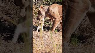 Lion Cub Cries Out for Moms Attention [upl. by Eisnil]