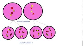 Lab 7  Genotype phenotype and genetic inheritance [upl. by Nivets]