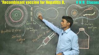 Recombinant Vaccine for Hepatitis B BSc3rd year Zoology by Prahalad sir [upl. by Atnuahsal]