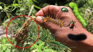 found green hornworm caterpillars‼️catch hornworm furry caterpillar japanese beetle and mantis [upl. by Jaylene]