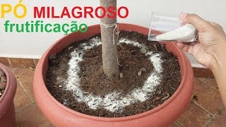 Como eliminar pulgão das plantas simples e rápido [upl. by Nylaehs606]