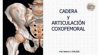 L32  Articulación coxofemoral  Anatomía 2  FMed UBA [upl. by Aratas]