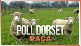 Poll Dorset A Raça Ovina Que Produz Carne de Qualidade o Ano Todo [upl. by Ahsea]