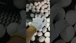 Just Eggs machine manufacturing poultryfarming [upl. by Balthazar]