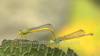 Damselflies mating beautiful and delicate sight [upl. by Noissap]