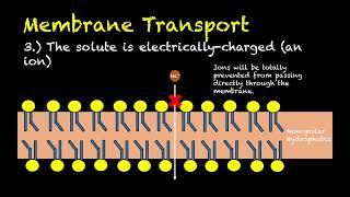 Human Physiology  18  Membrane Transport [upl. by Eelinej]