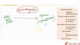 How many structures are diploid  Sperms spermatid spermatogonia primary spermatocyte [upl. by Mungam]