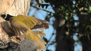 Bluefaced Honeyeater 78 [upl. by Etnasa]