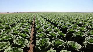 Yuma Arizona Lettuce Farm  Americas Heartland [upl. by Celestyna]